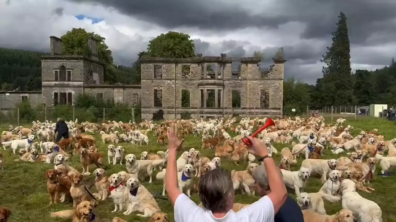 Hundreds of golden retrievers gather in Scotland for anniversary of breed’s founding