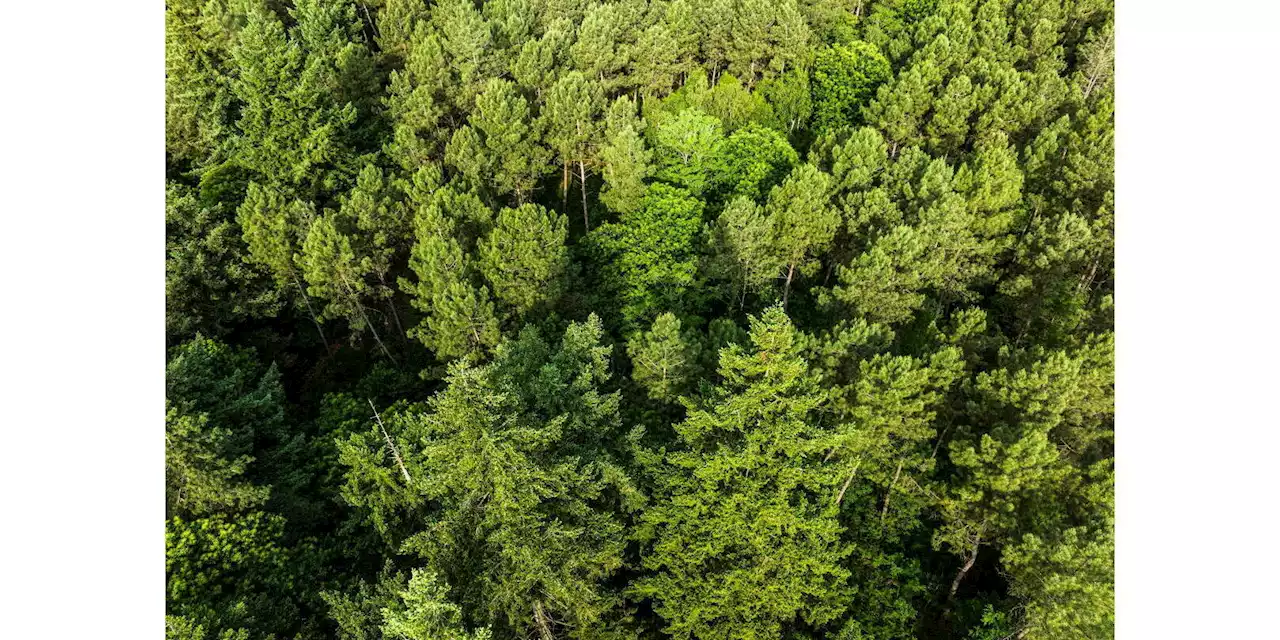 Réchauffement climatique : « Nos forêts ont besoin d’être gérées et entretenues »