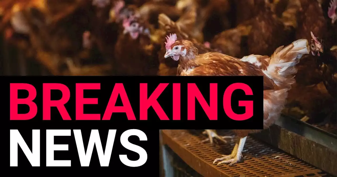 Two test positive for bird flu in England