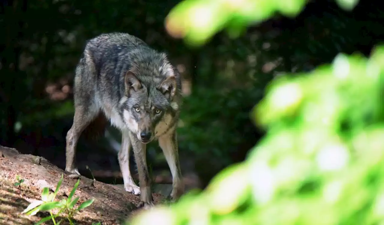 Wolf zerstückelt und in Kanal geworfen – Polizei ermittelt