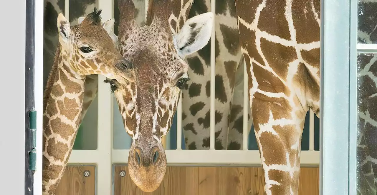 Giraffen-Nachwuchs im Tiergarten Schönbrunn