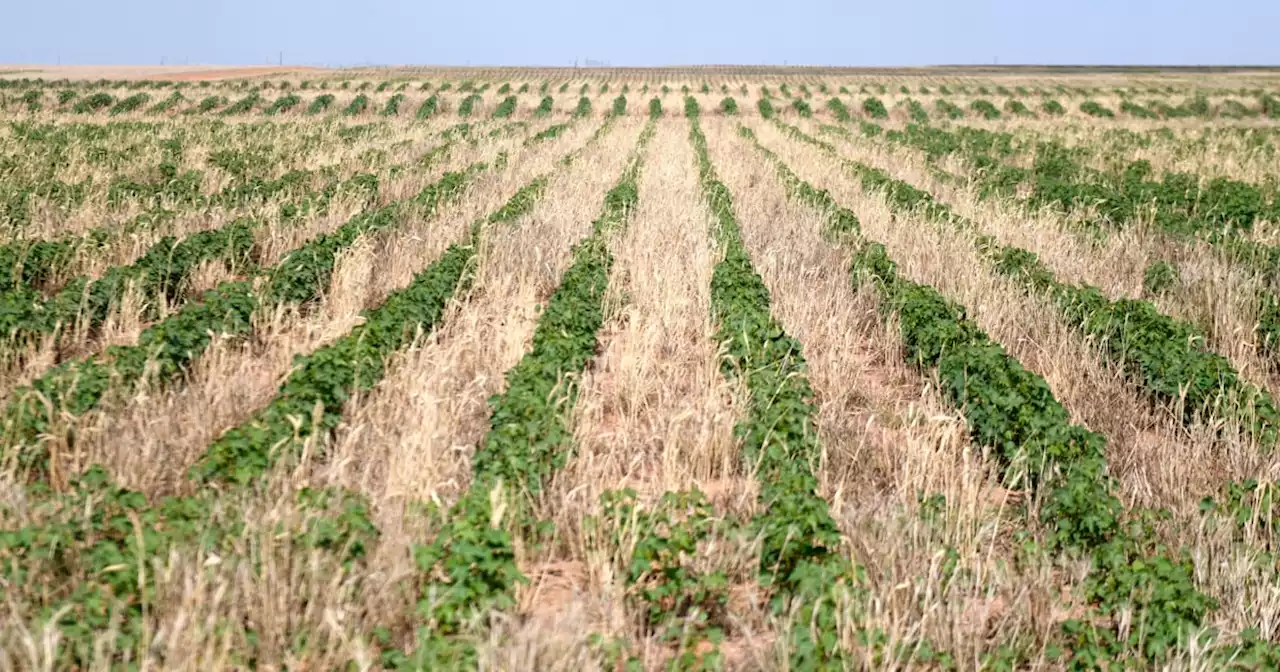 Drought and extreme heat burn through farmers' margin for error — and it's only July