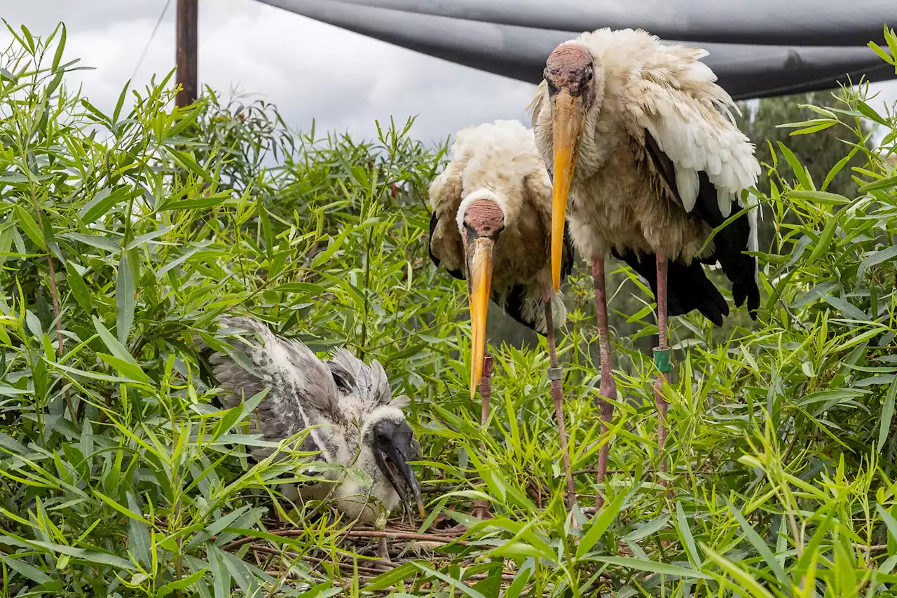 Endangered Milky Storks at Safari Park Produce Nine Chicks