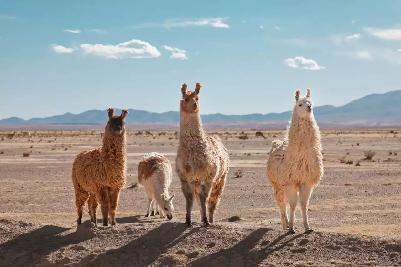 Llamas solve problems faster after watching people do it