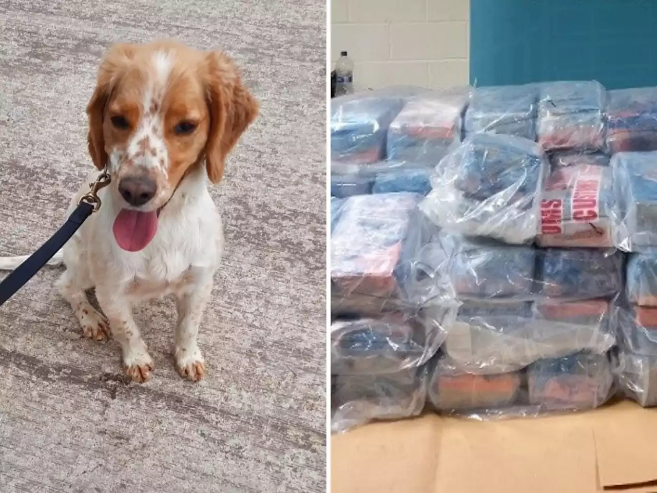 Detector Dog Daithí finds €11.4 million of cocaine in Rosslare