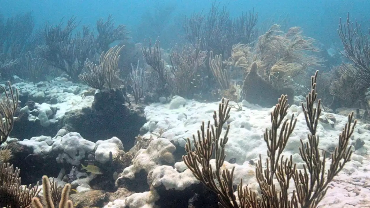 The ongoing marine heat waves in U.S. waters, explained