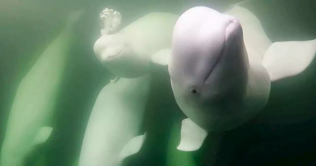 A Beluga Whale Livestream Will Be Broadcasting This Weekend