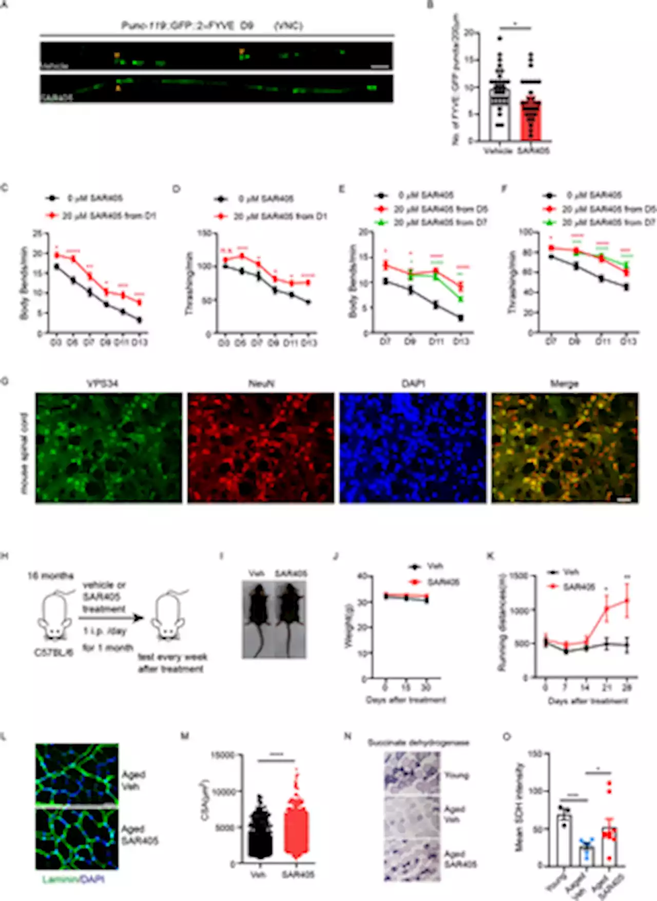 Partial inhibition of class III PI3K VPS-34 ameliorates motor aging and prolongs health span