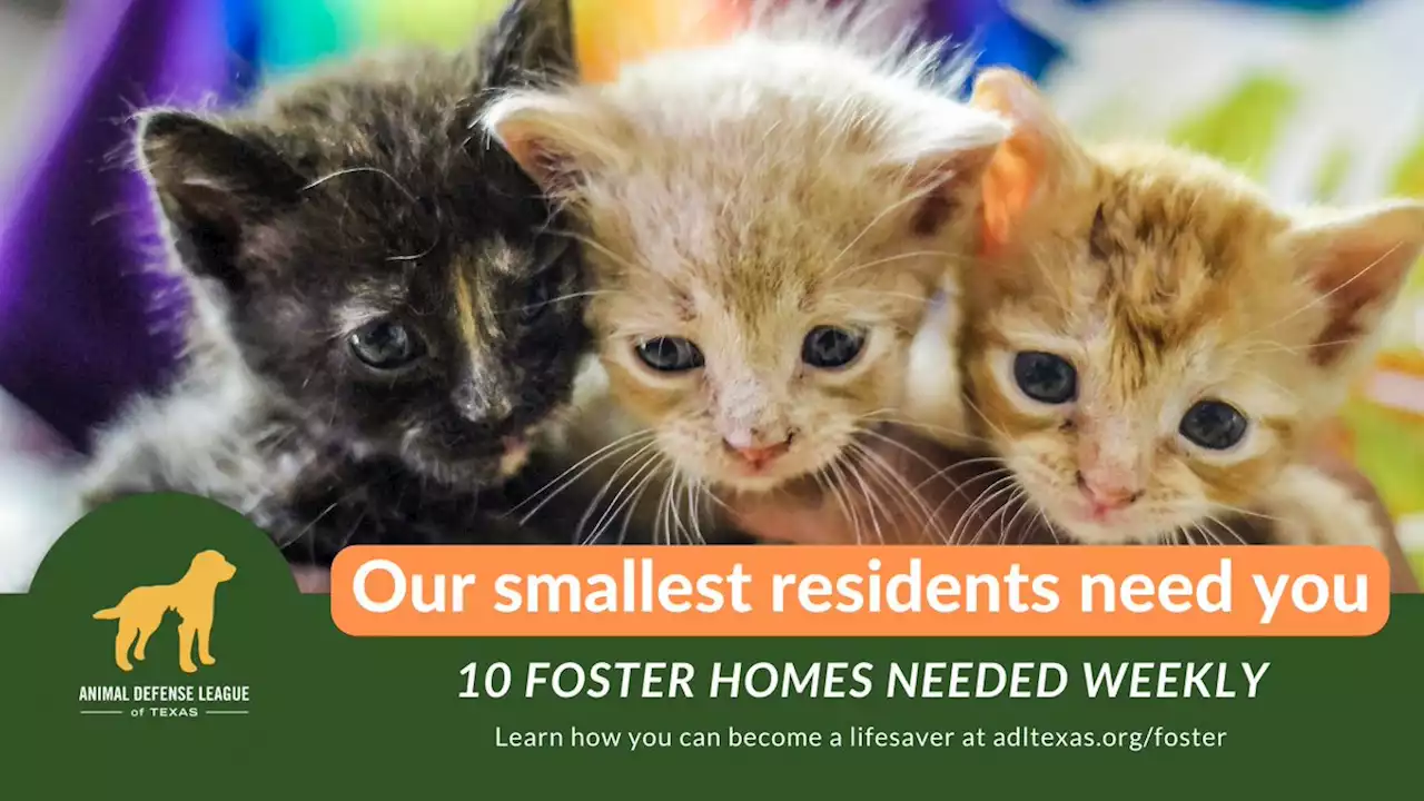 Foster Program - Animal Defense League of Texas - San Antonio