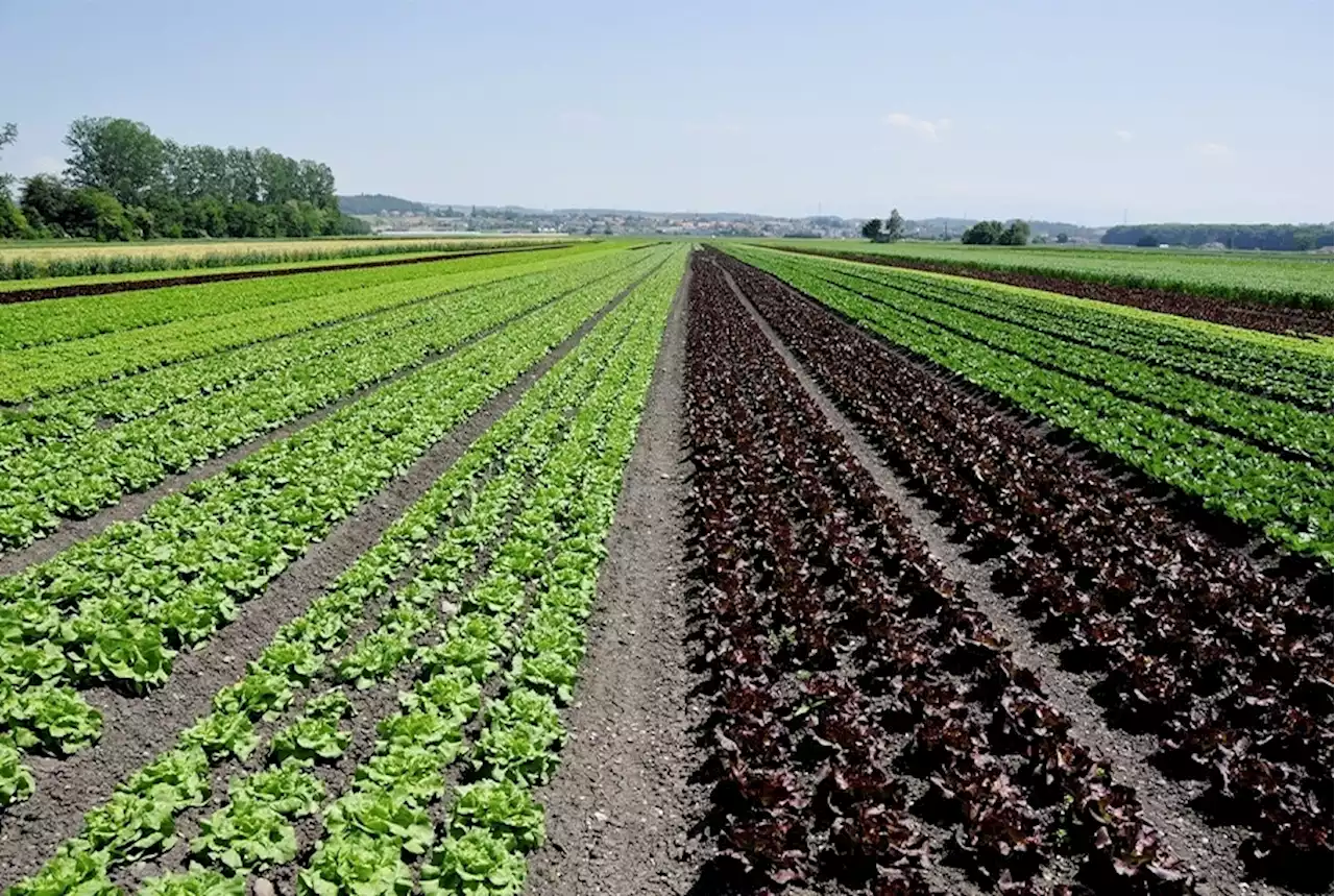 Bauern wollen mit AG Produktion stärken