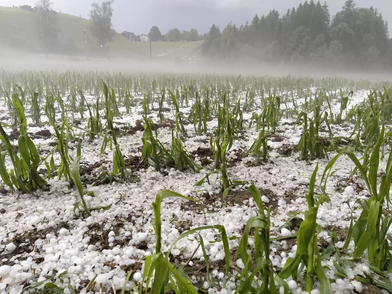 Unwetter verursachen Millionenschaden an Kulturen