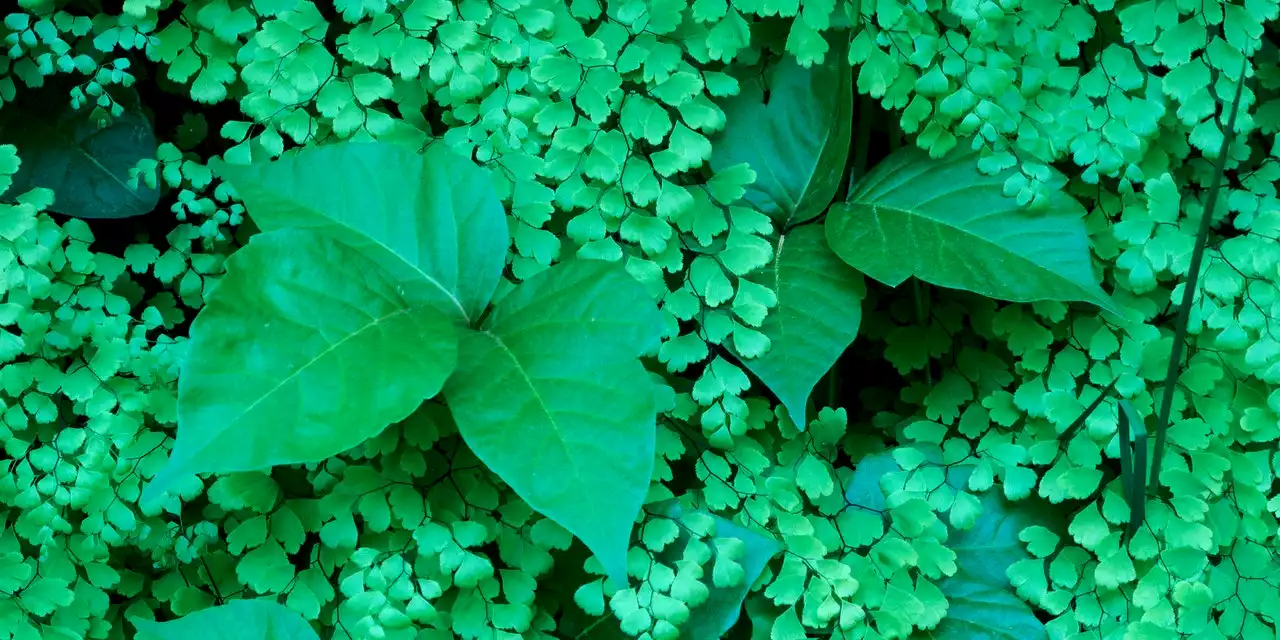 How to Treat a Hellish Poison Ivy Rash Fast