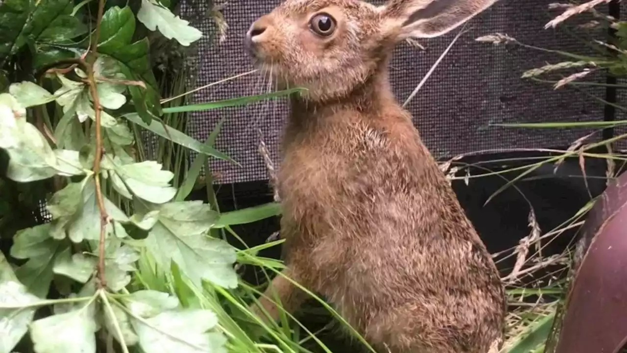 Baby hare in care of Scottish SPCA after travelling from England to Scotland 'in backpack'