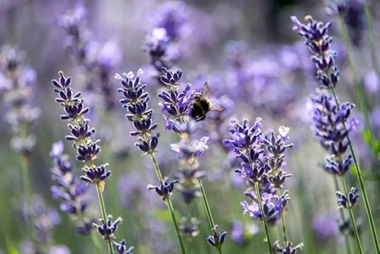 Campi di lavanda, dove ammirare la fioritura in Italia