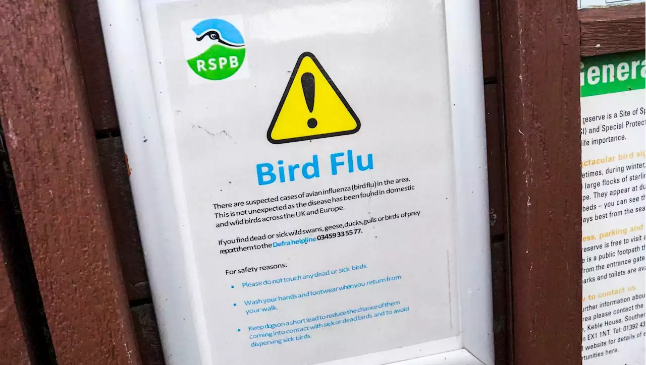 Two more poultry workers in UK test positive for bird flu