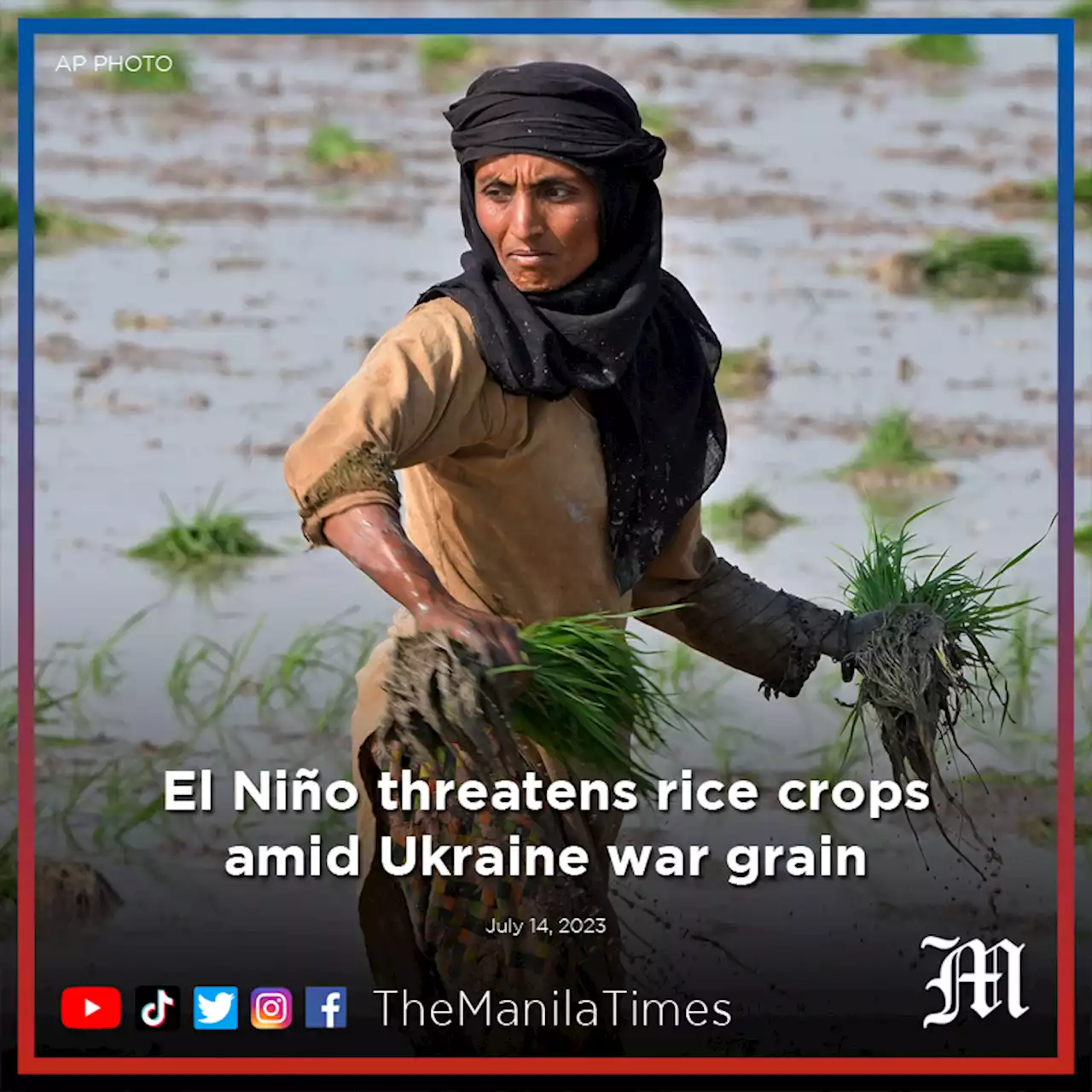 El Niño threatens rice crops amid Ukraine war grain disruption