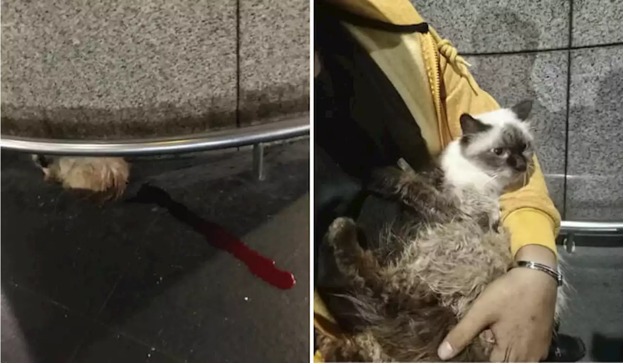 Injured Cat All Alone At KLIA Terminal Rescued By Airport Staff | TRP