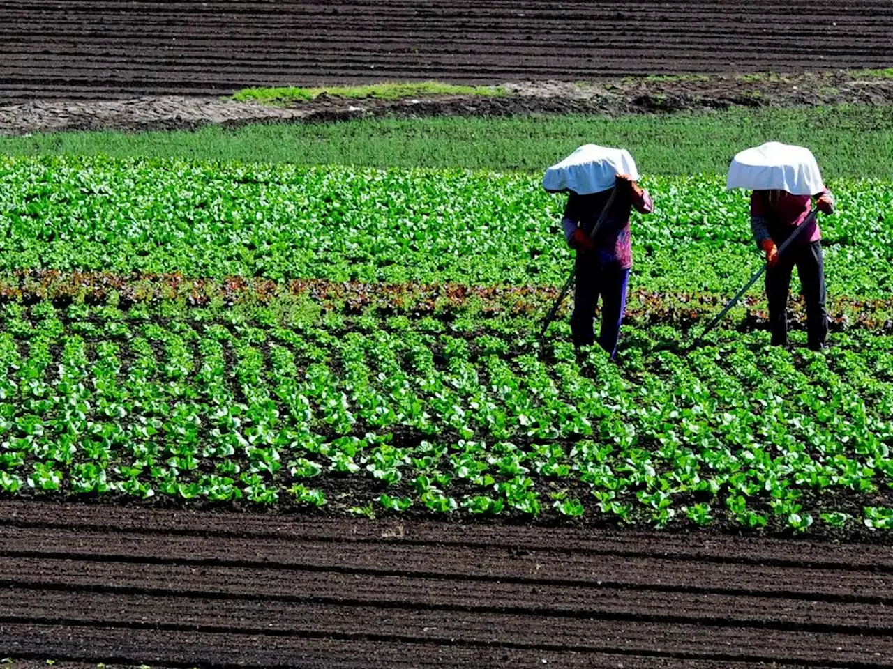 Farm workers at increasing risk of heat-related illnesses as B.C. summers get hotter