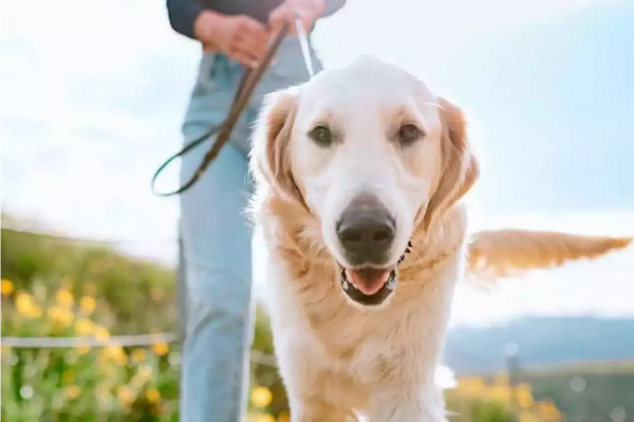 Estas son las mejores horas para pasear con su perro y así evitar que sufra