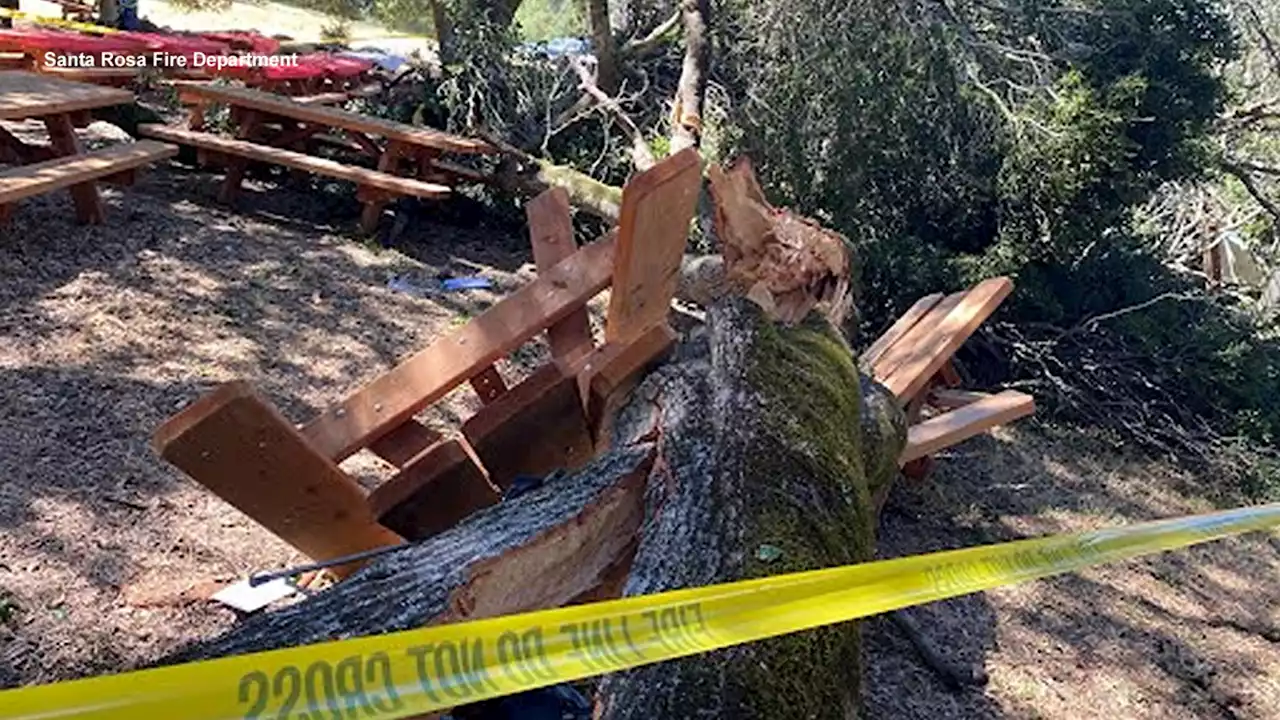 6 injured after tree falls in Santa Rosa park, fire officials say