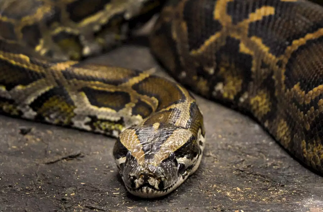 Record-setting, 19-feet-long Burmese python caught in Florida