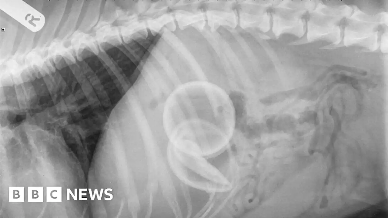 Dog bouncing back after swallowing two tennis balls