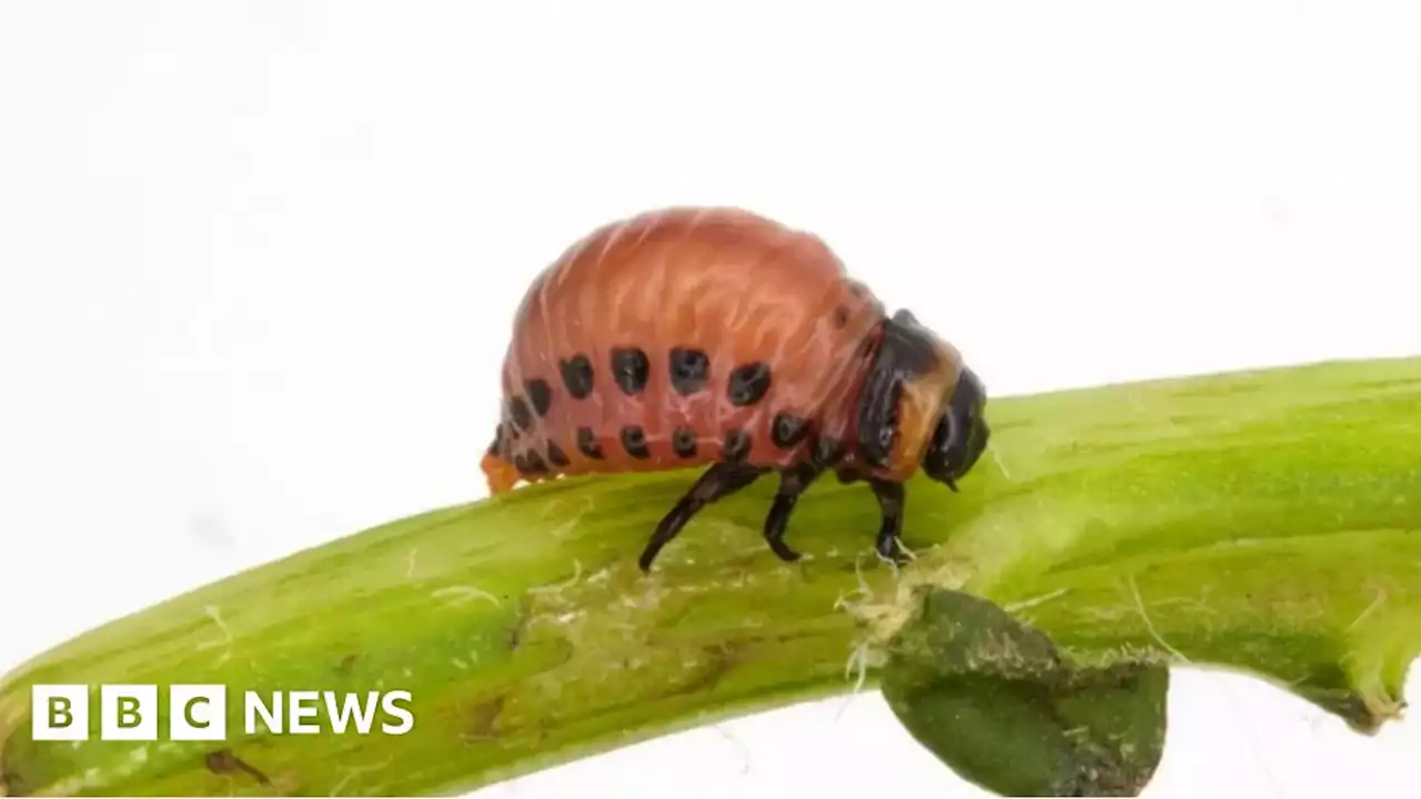 Colorado potato beetle: Warning after Hampshire discovery