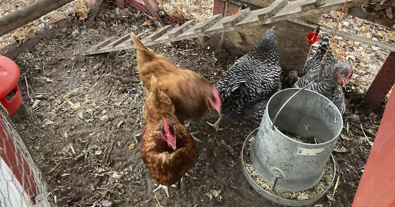 Residents urge La Grange board to allow backyard chickens