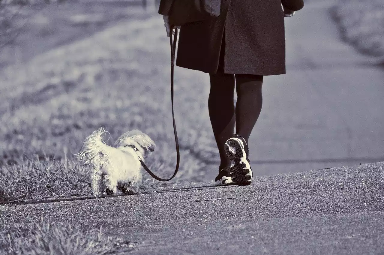 Elle promène tranquillement son chien au bord d’un lagon, la suite est sanglante - Closer