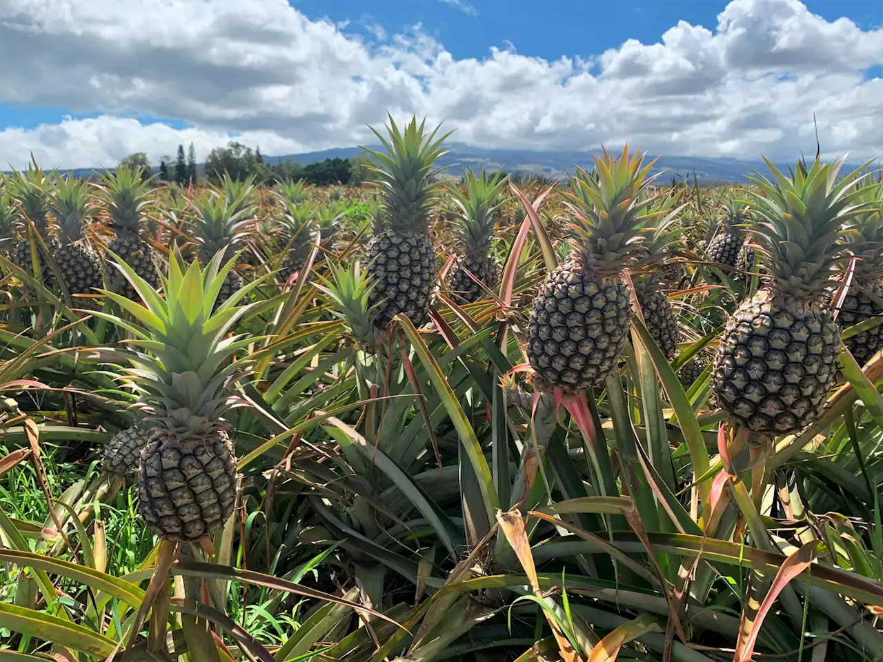 Who's Eating Who: Pineapples and You - Gastropod