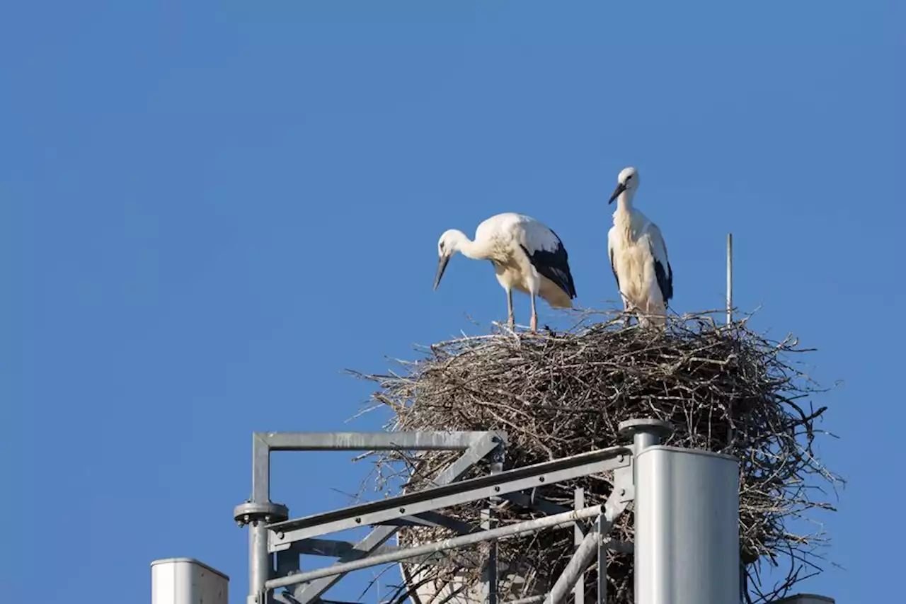 INSOLITE. Des cigognes installent leur nid au sommet d'une antenne-relais près de Perpignan