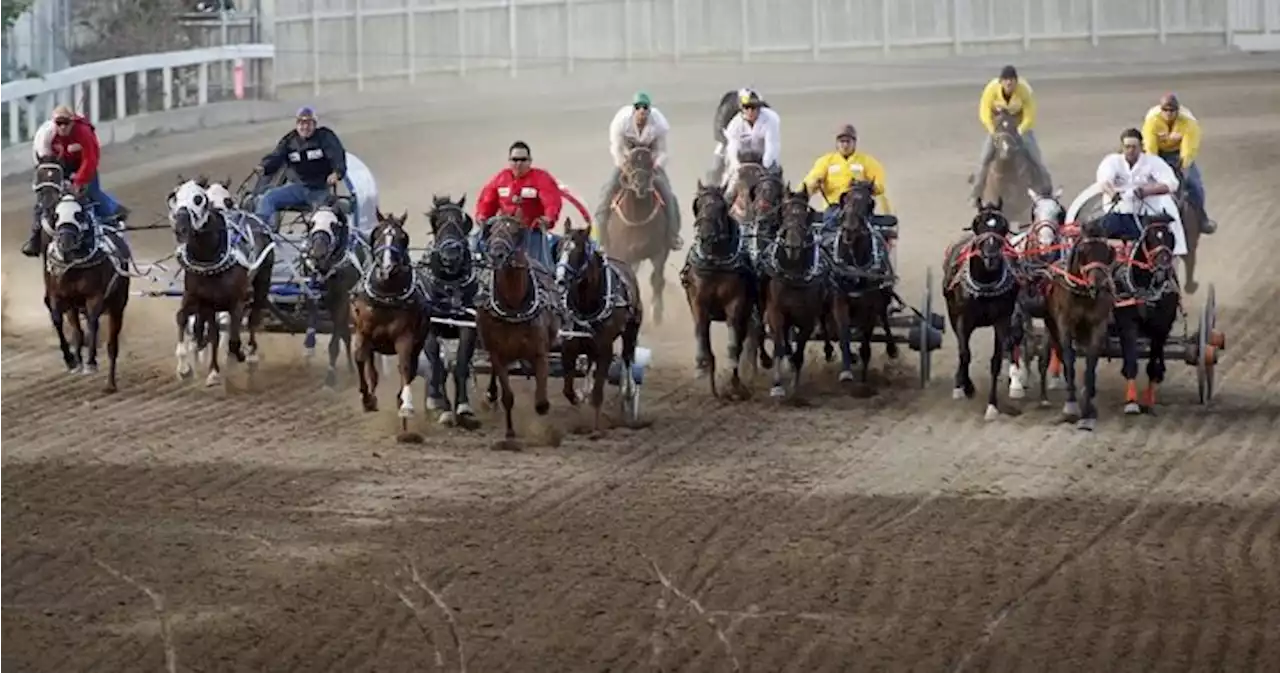 Horse euthanized following injury during Calgary Stampede chuckwagon race | Globalnews.ca