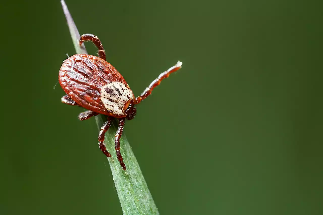 Haha Help – Apparently Ticks Can Fly