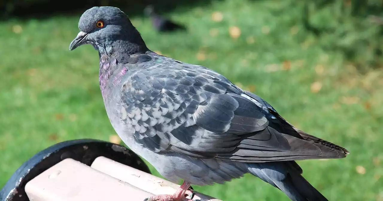 UK Gardeners Can Keep Pigeons Away Using This Easy, Cruelty-Free Hack