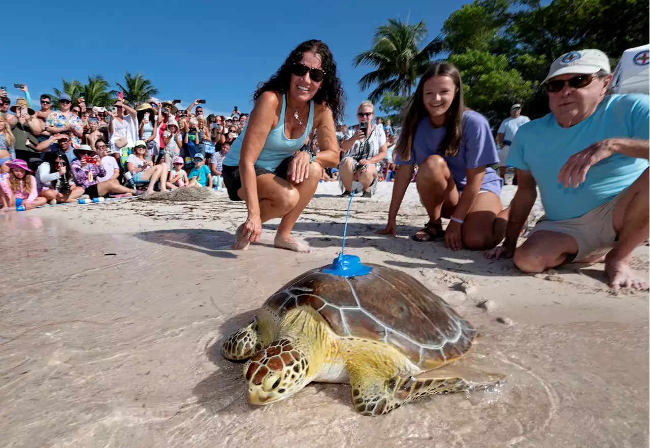 Rehabilitated Sea Turtle Swims Into Tour De Turtles Race In Florida