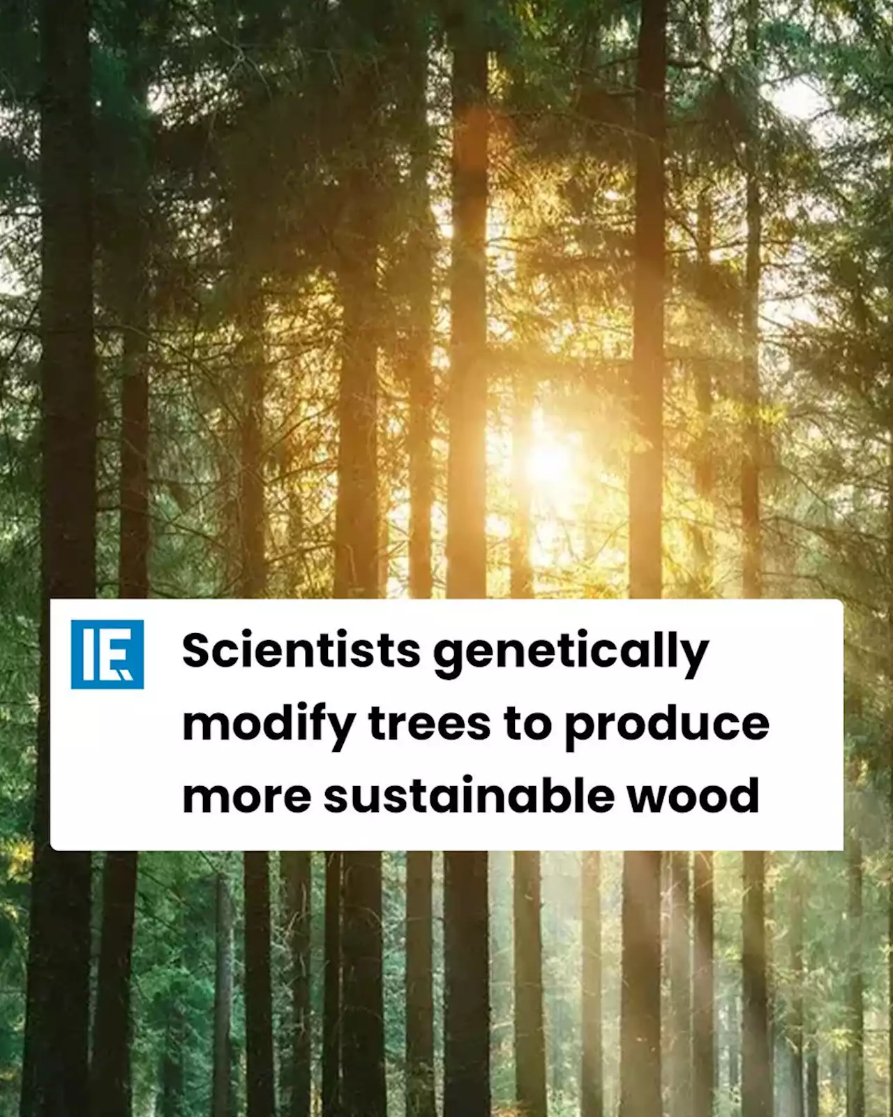 Scientists genetically modify trees to produce more sustainable wood