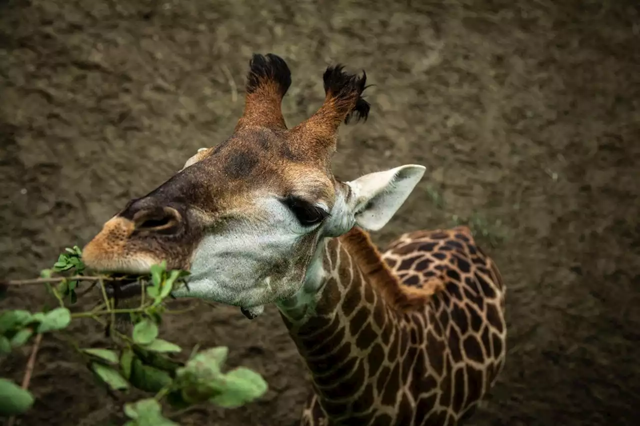 Morte de girafa do BioParque foi causada por distúrbio alimentar, revela necropsia