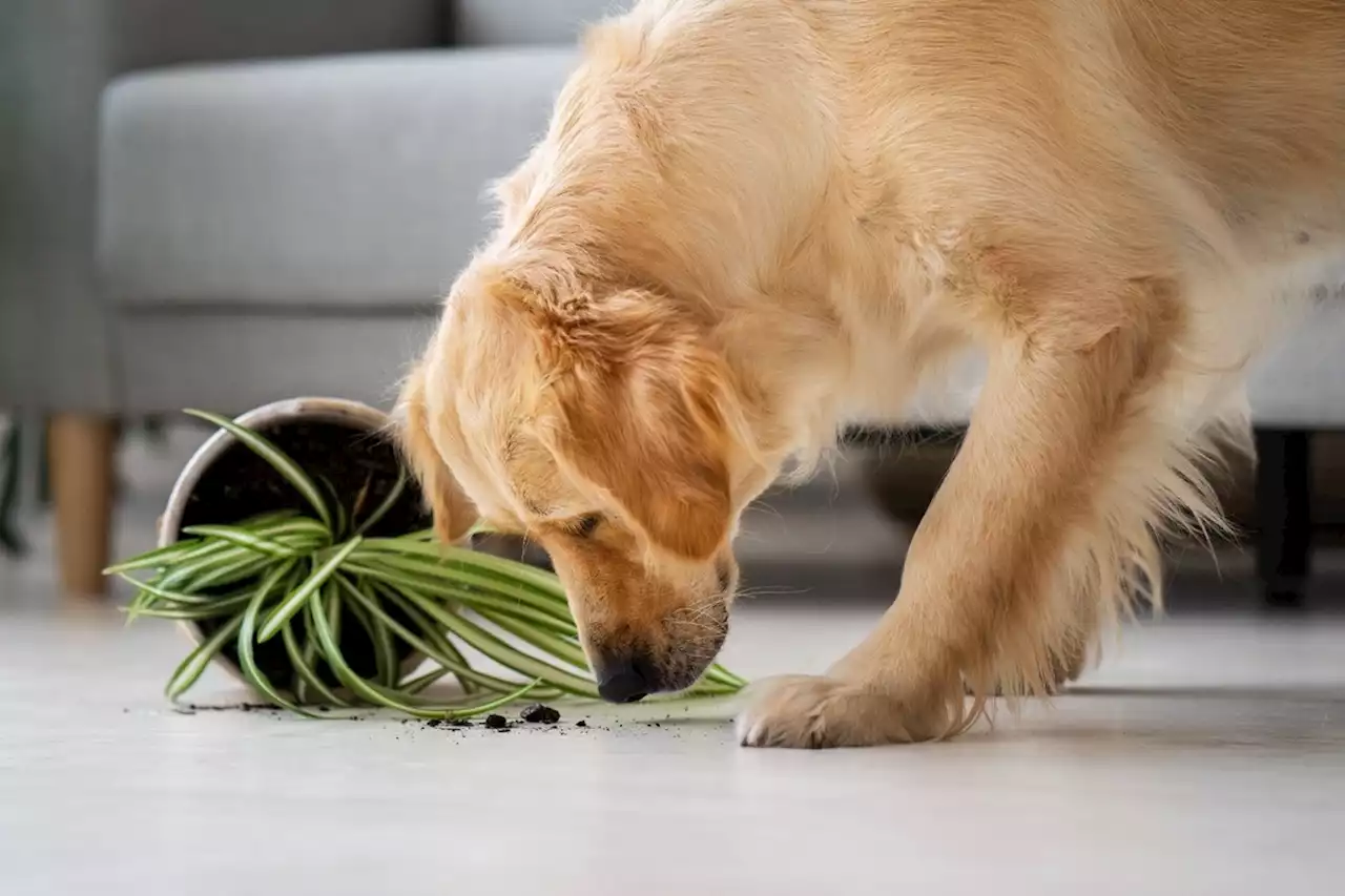 As dez plantas mais mortais para os cachorros, veja lista