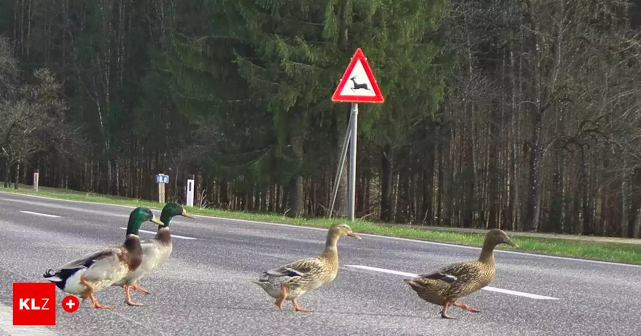 Tierquälerei: Enten ignorierten hupendes Auto, Lenker fuhr Tier an