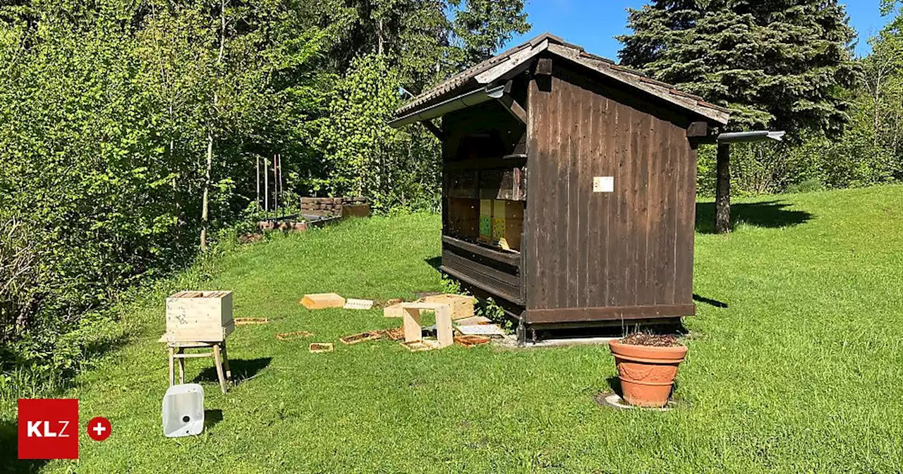 Zum vierten Mal: Bär im Gailtal nur fünf Meter neben Wohnhaus gesichtet