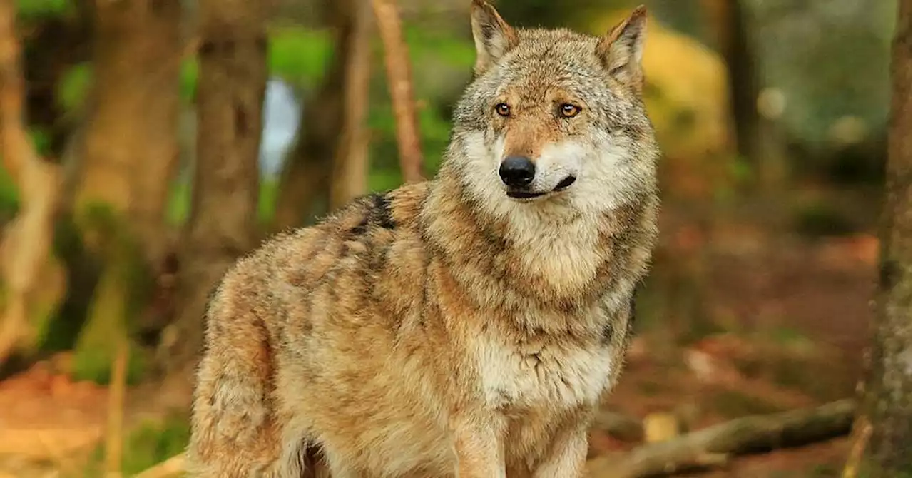 Loups dans le Vaucluse : vingt attaques sur trente ont donné lieu à indemnisation