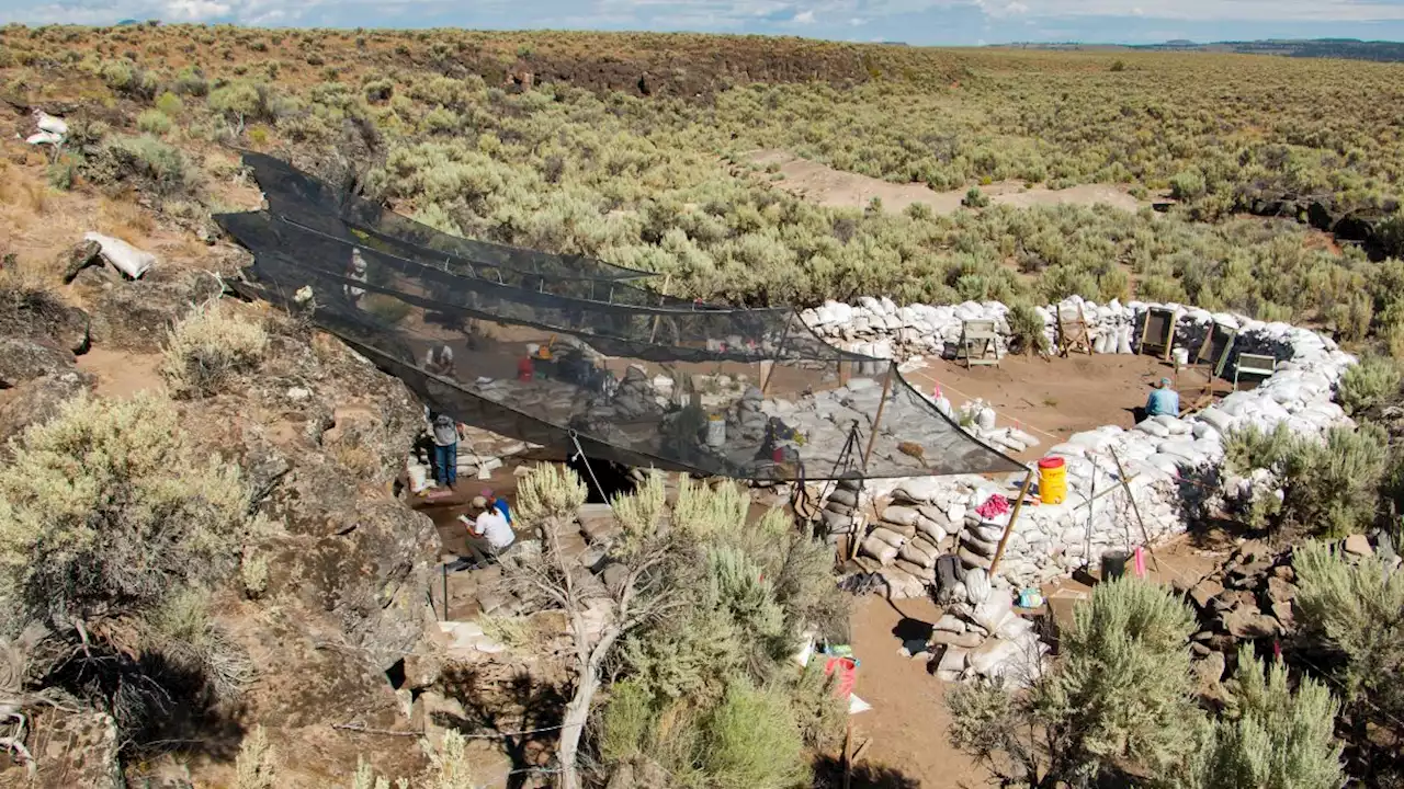 Stone tools and camel tooth suggest people were in the Pacific Northwest more than 18,000 years ago