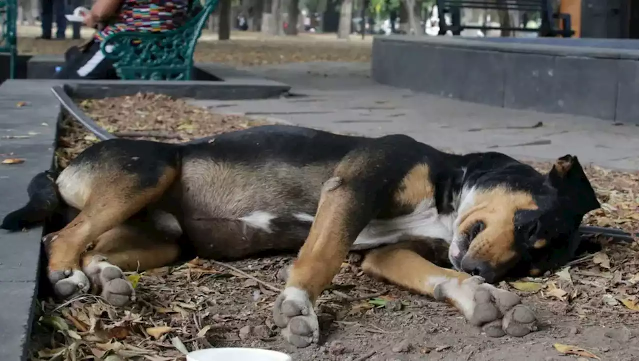 En Puebla, reprueban maltrato animal y exigen cárcel para agresores