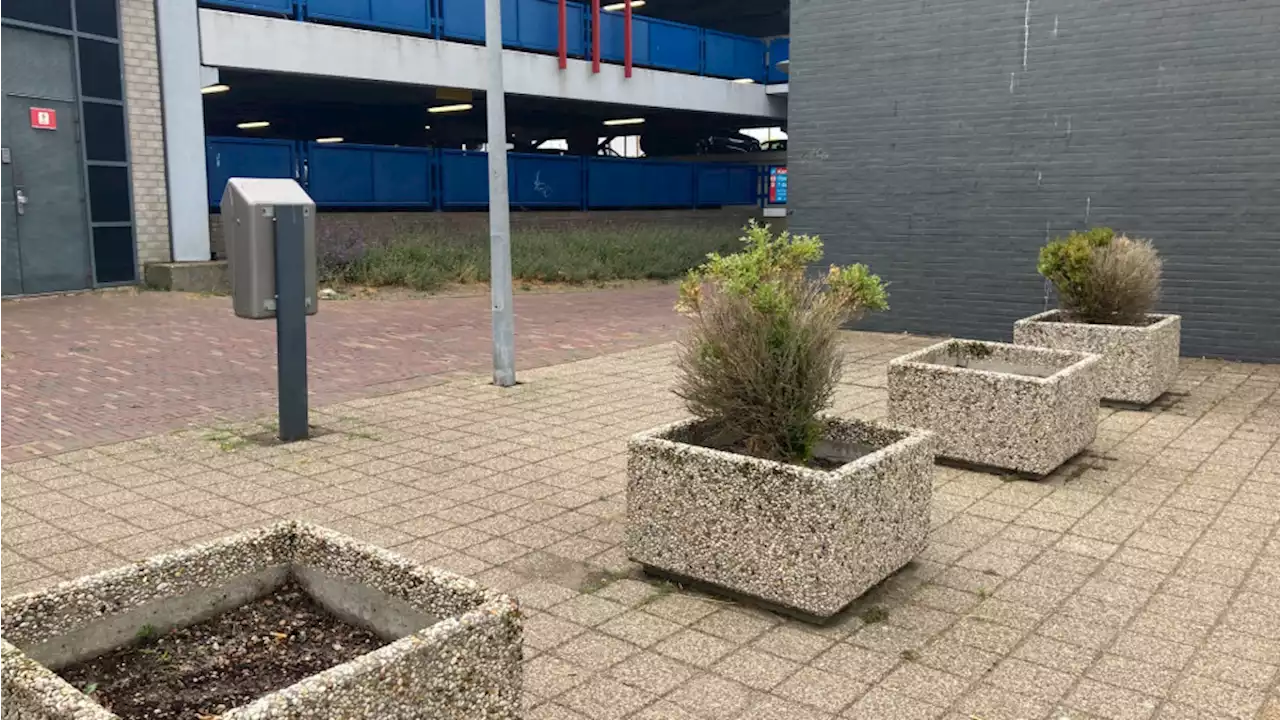 Zelfs op de lelijkste plek van Noord-Holland is natuur