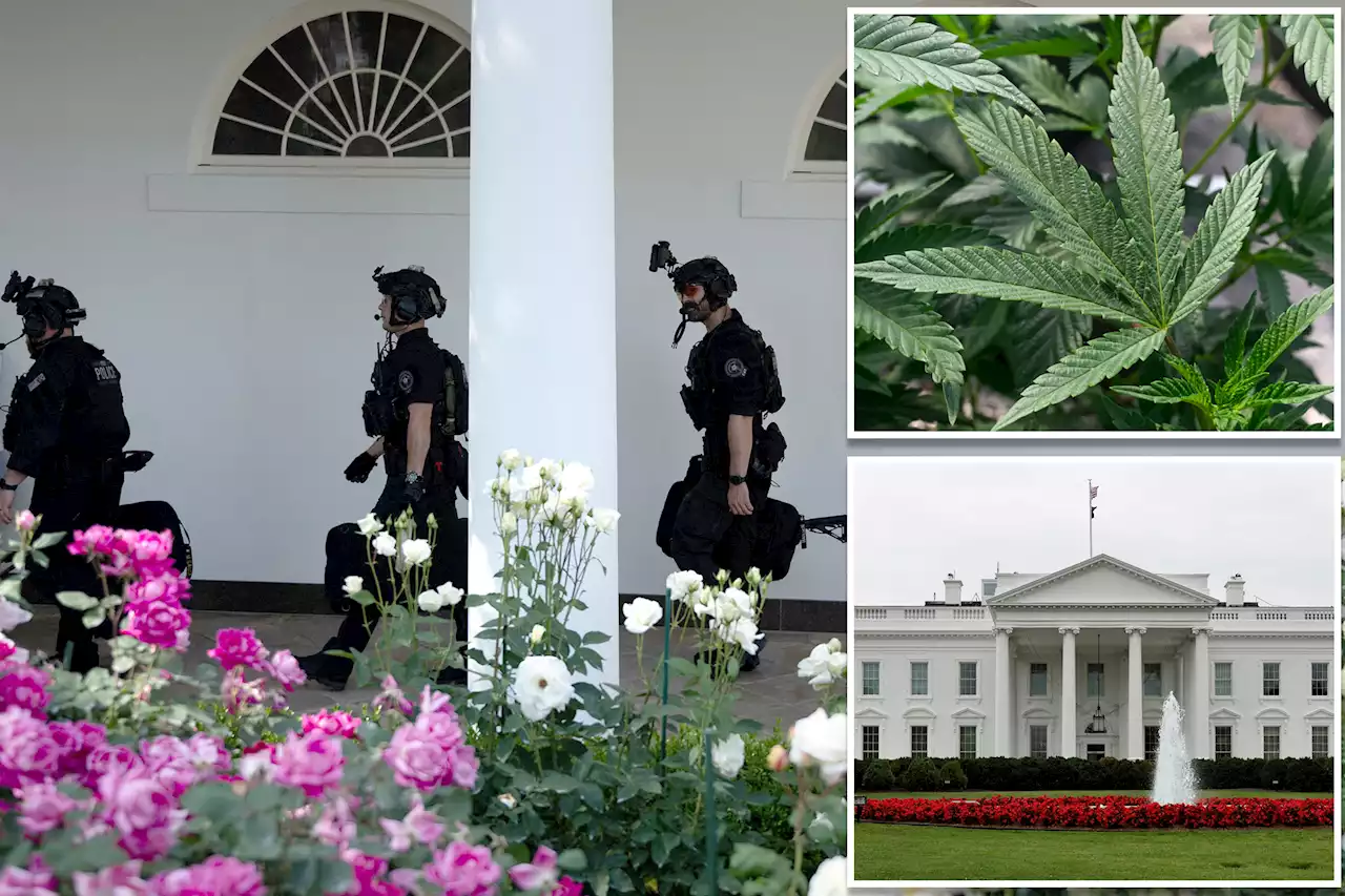 Secret Service admits it twice found marijuana at White House — months before cocaine discovery