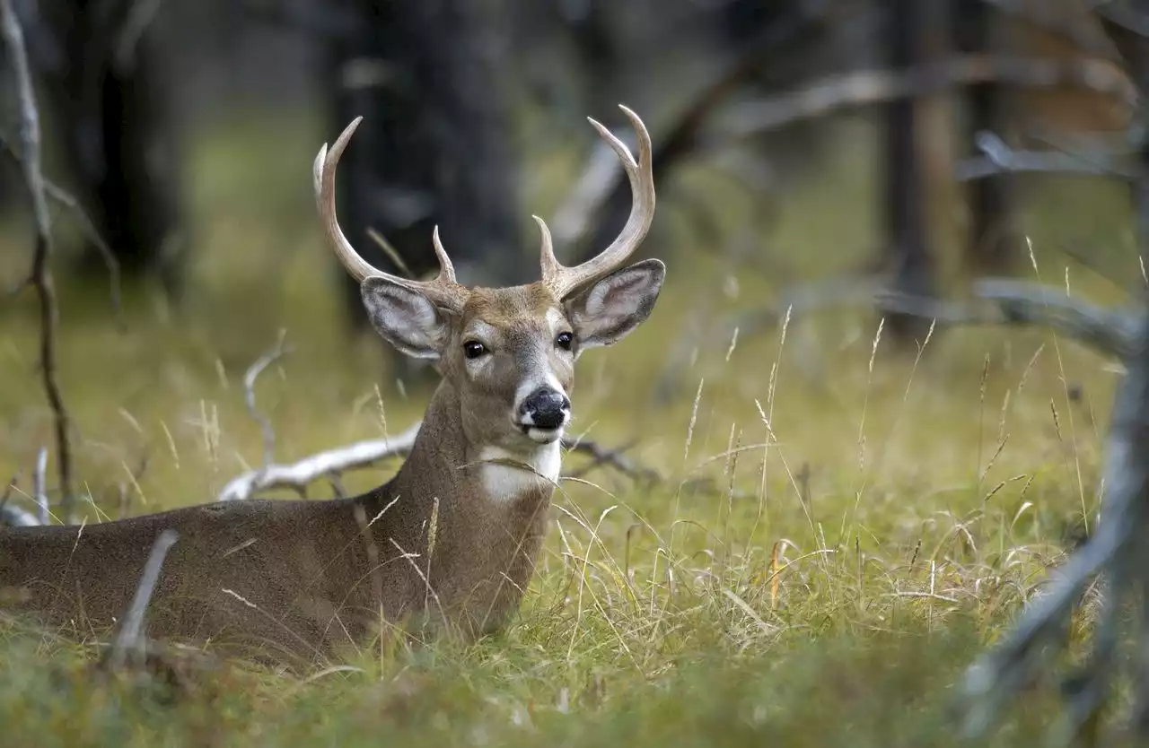 Will 2nd wave of online hunting license sales go smoothly?