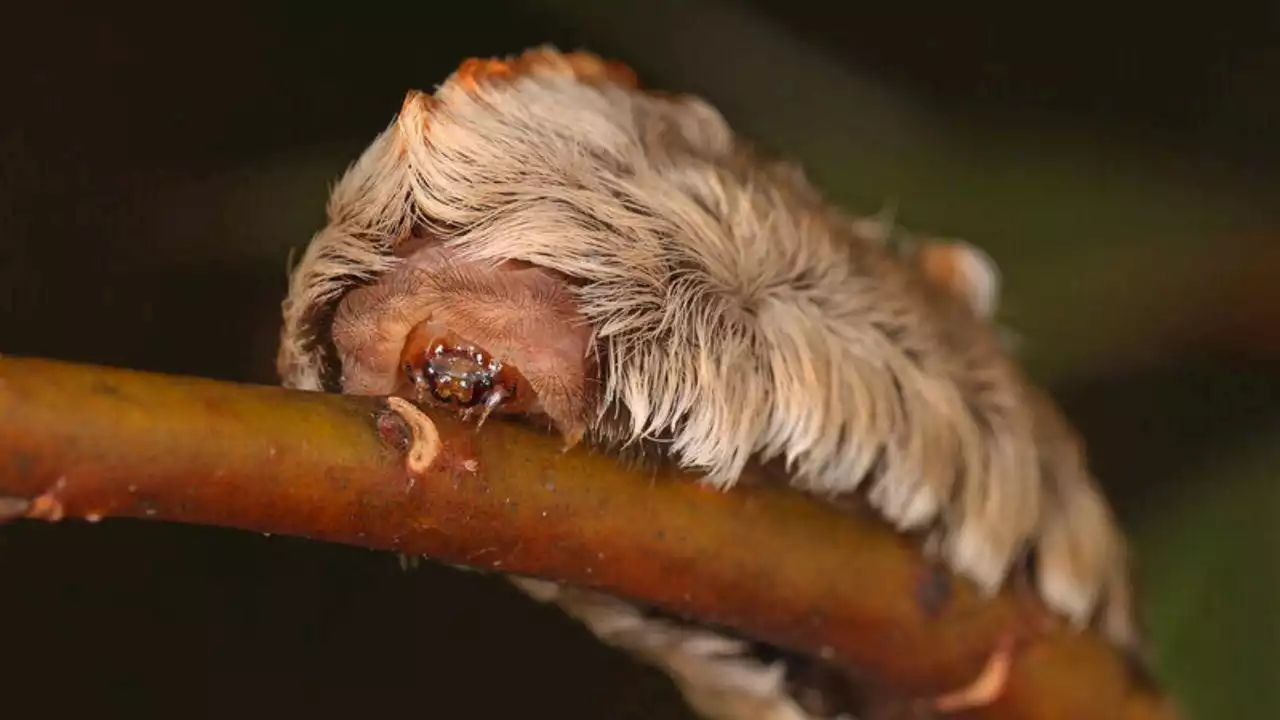 Fuzzy caterpillars with venomous sting pop up around Texas