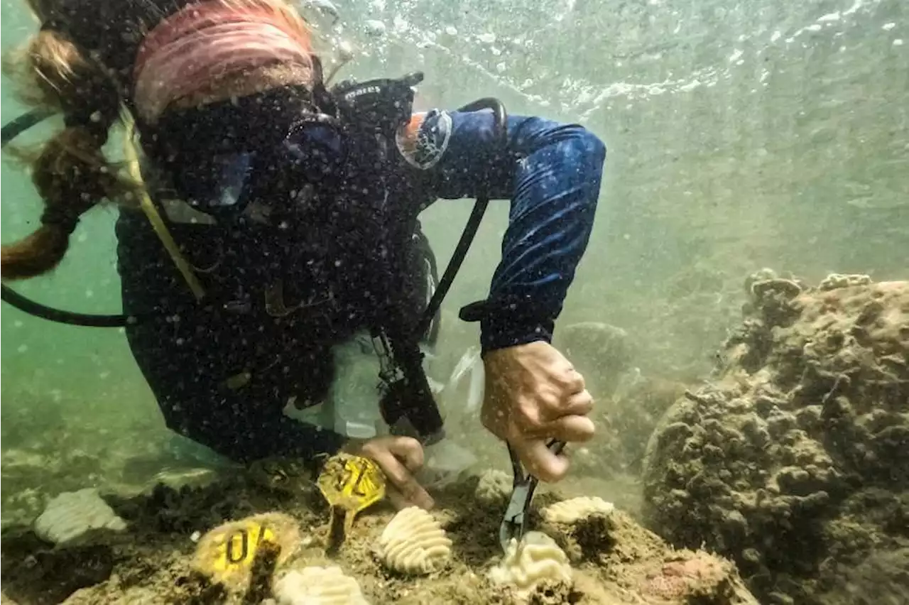 Florida's rising water temperatures raise concerns for health of coral reefs