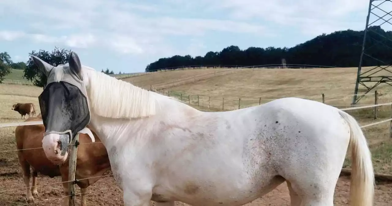 Nach Anzeige wegen verschwundenen Tiers: Polizei in Lebach stellt Suche ein – Westernpferd Tracy ist wieder aufgetaucht