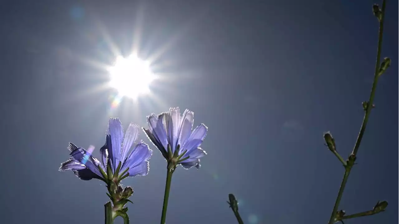 Am Samstag wird es heiß: Bis zu 38 Grad in Deutschland erwartet – Gewittergefahr im Nordwesten